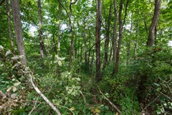 Springlake Tract 59