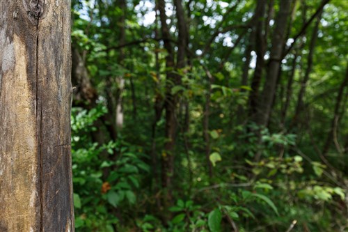 Springlake Tract 64