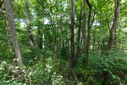 Springlake Tract 64