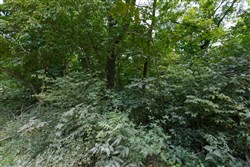 Springlake Tract 67