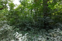 Springlake Tract 67