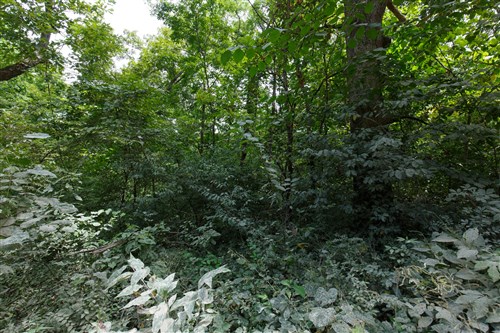 Springlake Tract 67
