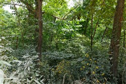 Springlake Tract 67