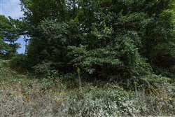 Springlake Tract 89
