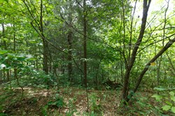 Springlake Tract 298