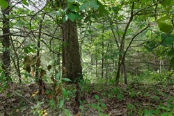Springlake Tract 298