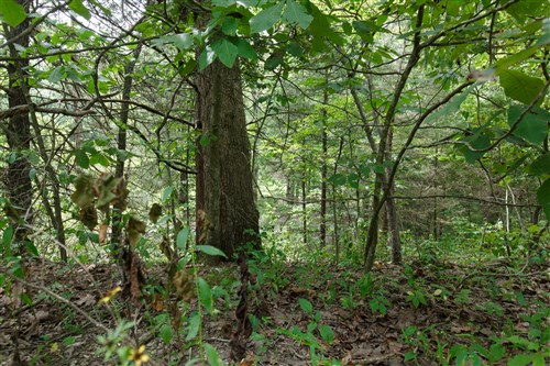 Springlake Tract 298