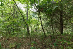 Springlake Tract 298