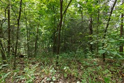 Springlake Tract 298