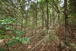 Springlake Tract 302