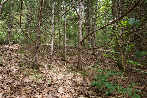 Springlake Tract 302