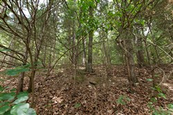 Springlake Tract 302