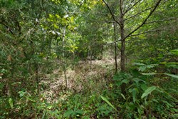 Springlake Tract 325