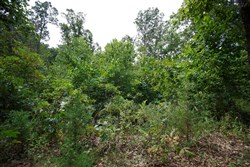 Springlake Tract 341