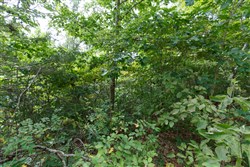 Springlake Tract 341