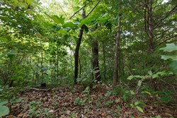 Springlake Tract 341