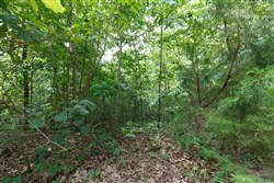 Springlake Tract 341
