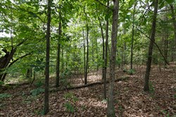 Springlake Tract 344