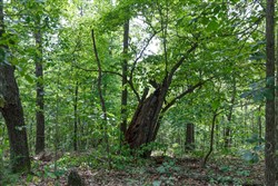 Springlake Tract 344