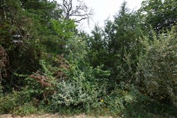 Springlake Tract 109