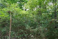 Springlake Tract 11
