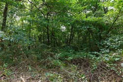 Springlake Tract 11