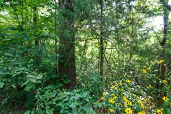 Springlake Tract 11