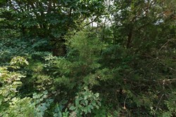Springlake Tract 110