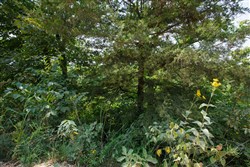property photo for Springlake Plat 6 Tract 12, 0.38 acres for sale in Miller County, Missouri