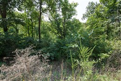 Springlake Tract 121