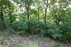 Springlake Tract 121