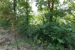 Springlake Tract 121