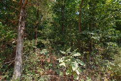 Springlake Tract 129