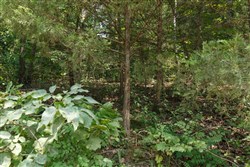 property photo for Springlake Plat 6 Tract 13, 0.38 acres for sale in Miller County, Missouri