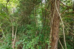 Springlake Tract 28