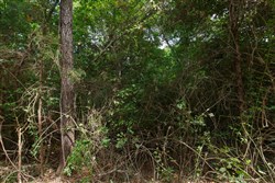 Springlake Tract 57