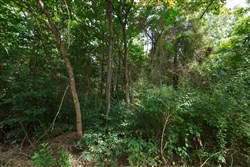 Springlake Tract 57