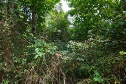 Springlake Tract 57