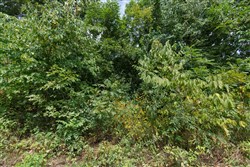 Springlake Tract 57
