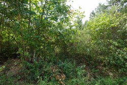 Springlake Tract 63