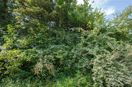 Springlake Tract 63