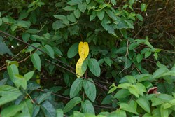 Springlake Tract 63