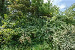 Springlake Tract 64