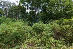 Springlake Tract 64