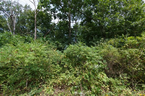 Springlake Tract 64