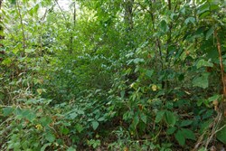 Springlake Tract 73