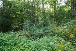 Springlake Tract 74