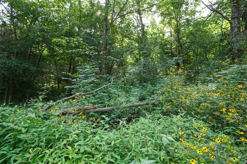 Springlake Tract 74