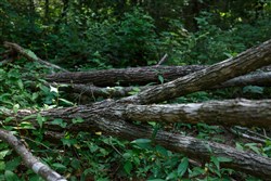 Springlake Tract 74