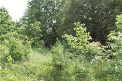 property photo for Cedar Ridge Ranch Tract 11, 6.15 acres for sale in Phelps County, Missouri